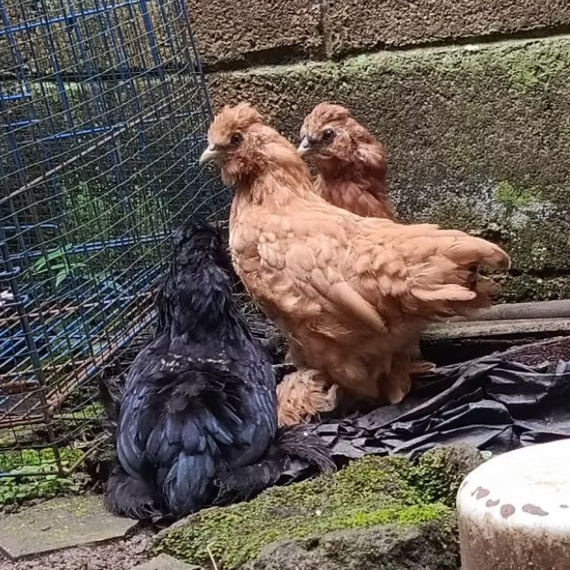 Anakan Ayam Silkie & Brahma