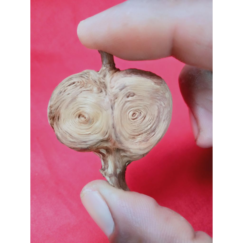 kayu puser bumi mata dewa langka khas Jepara