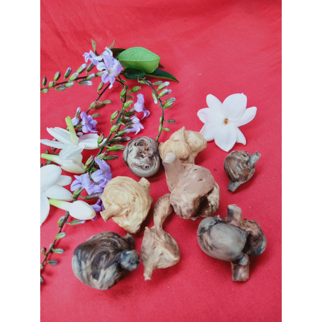 kayu puser bumi mata dewa langka