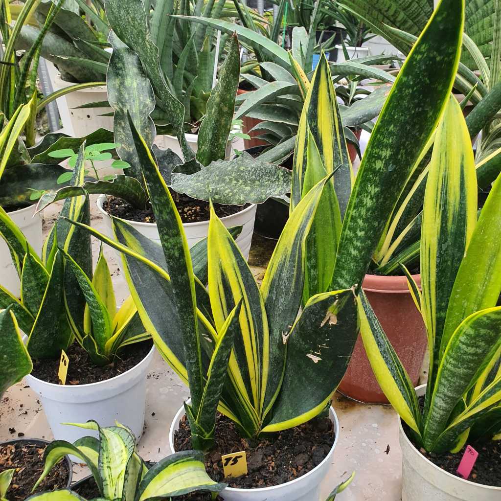 Sansevieria Trifasciata Gold Flame Lidah Mertua Pendek