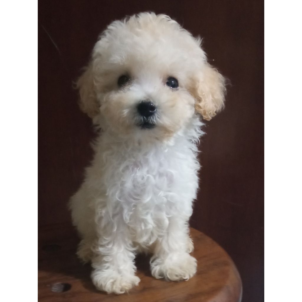 Puppy tiny toy poodle betina light apricot