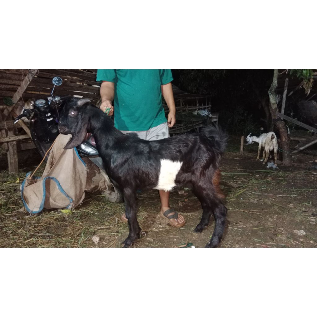 dp hewan kurban kambing/domba