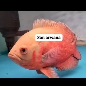 produk hiasan Oscar Paris red Paris albino