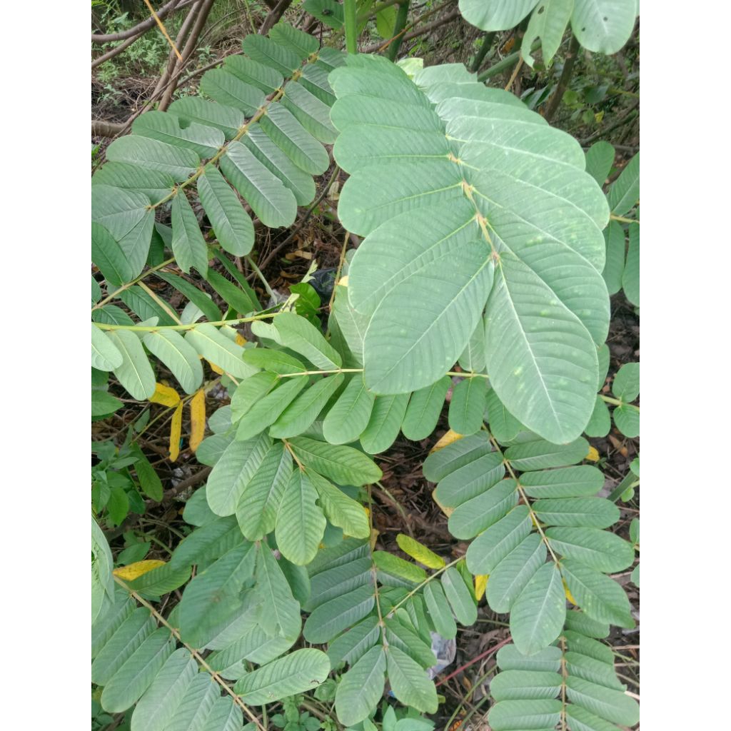 Obat herbal penyakit kulit daun ketepeng kebo