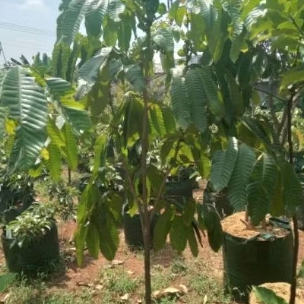 pohon buah matoa. pohon matoa