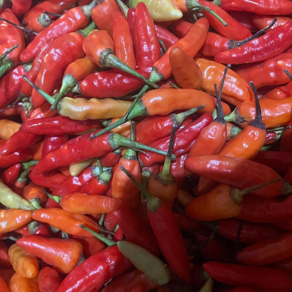 Cabai rawit merah | Cabai rawit orange |  Rawit super
