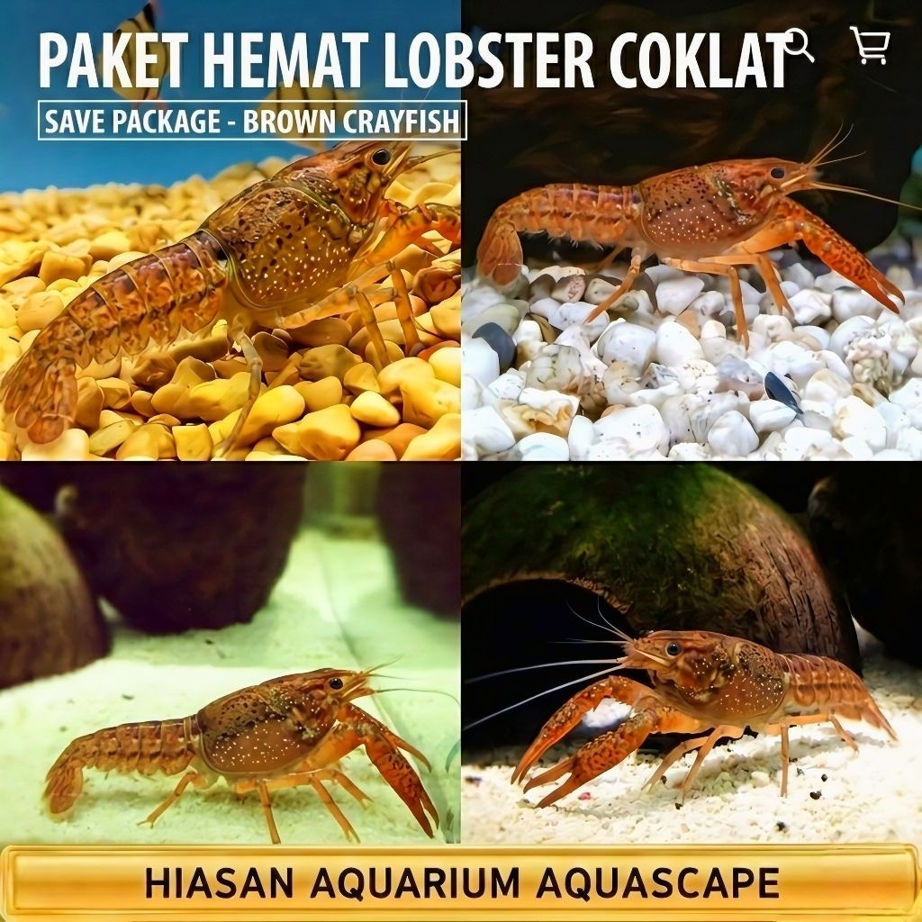 Lobster hias aquarium lobster coklat air tawar paket 4 ekor 1 jenis hiasan aquarium size 4/6 cm