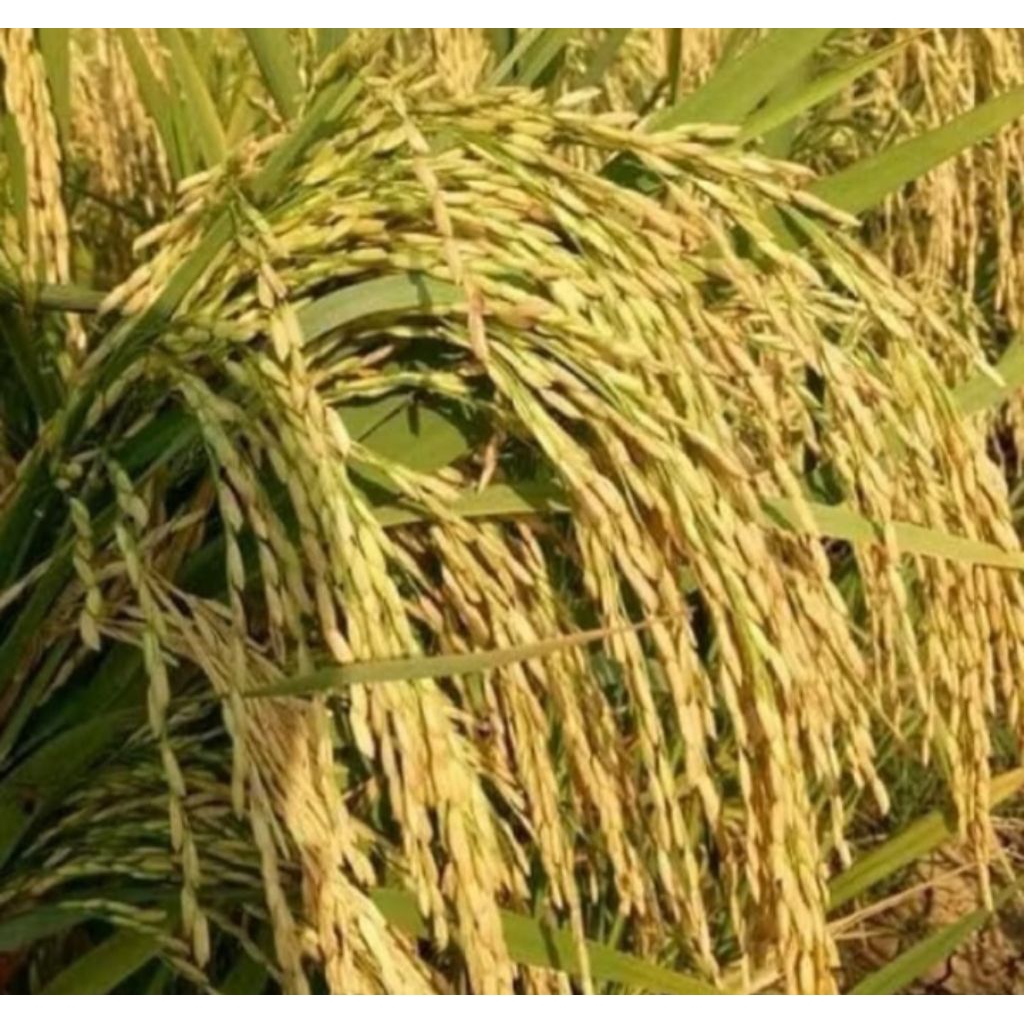 BENIH PADI CAKRABUANA 04 BERKUALITAS 5KG