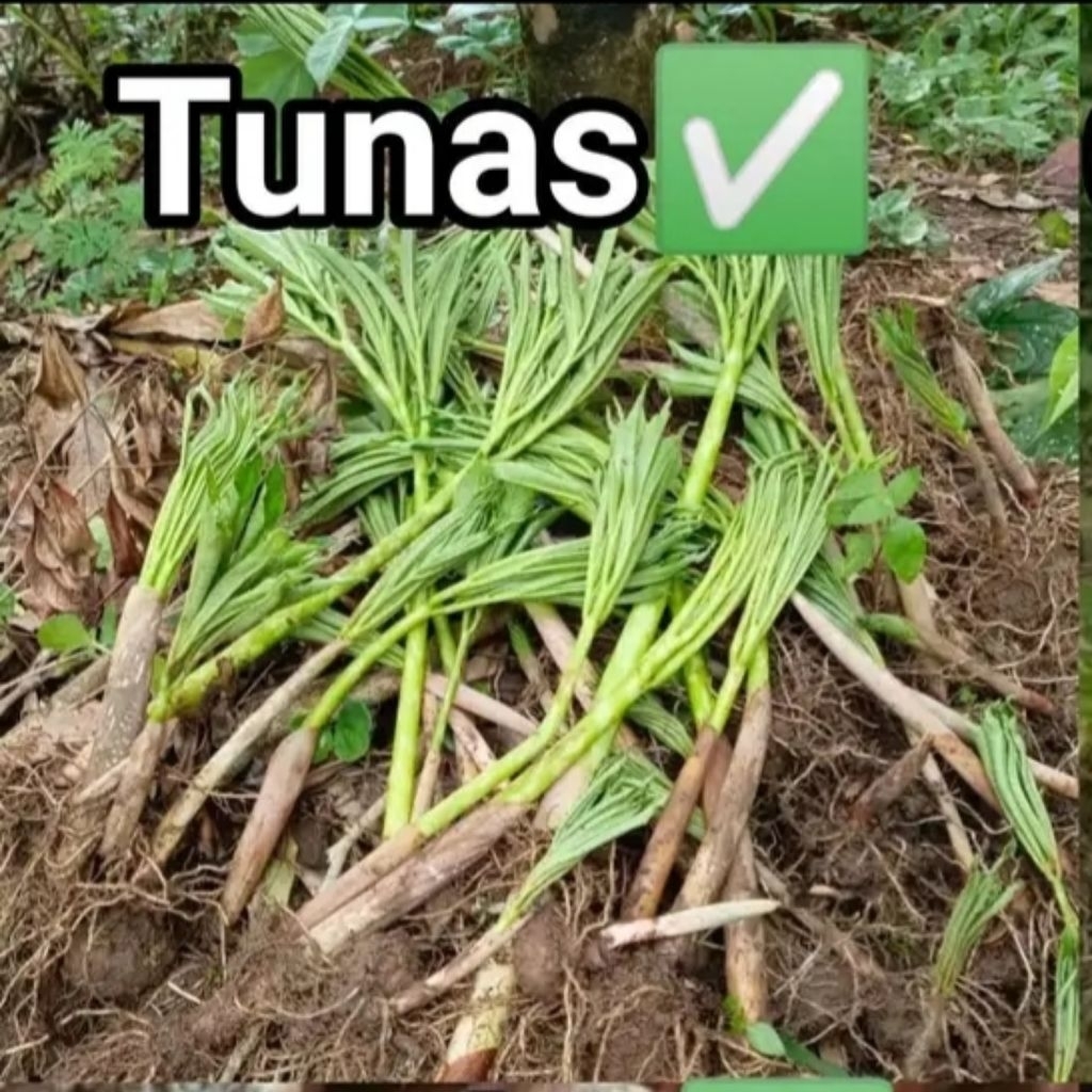 umbi porang per 1 kg