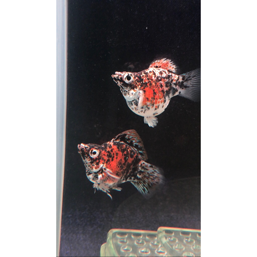 Hiasan Aquarium - calico molly sailfin