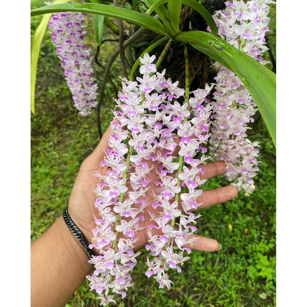 2 pcs Anggrek Ekor Tupai/Anggrek Retusa Ekor Tupai