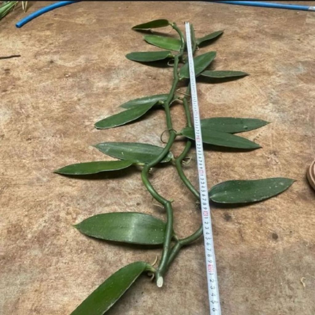 Bibit Stek Vanili Super Unggul 1 meter/vanili planifolia super
