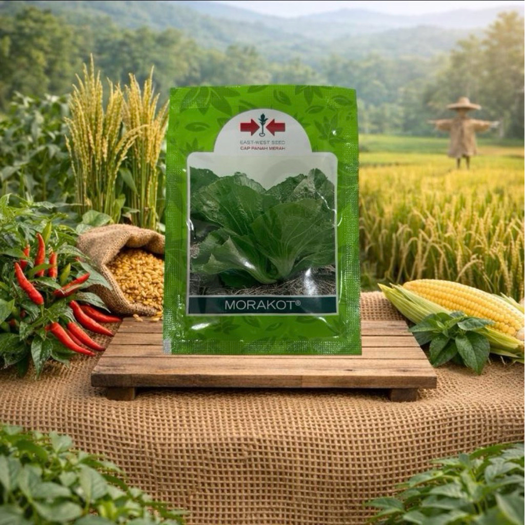 benih sawi pahit morakot