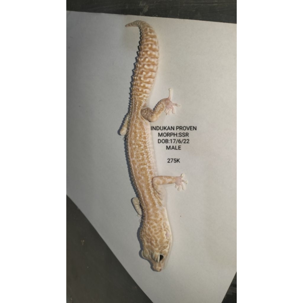 Gecko Aksesoris Hewan peliharaan Asli Bisa Pilih