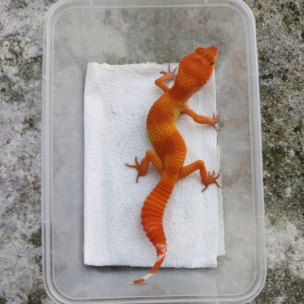 MAINAN ANAK GECKO JUVE_SHTCTB FEMALE