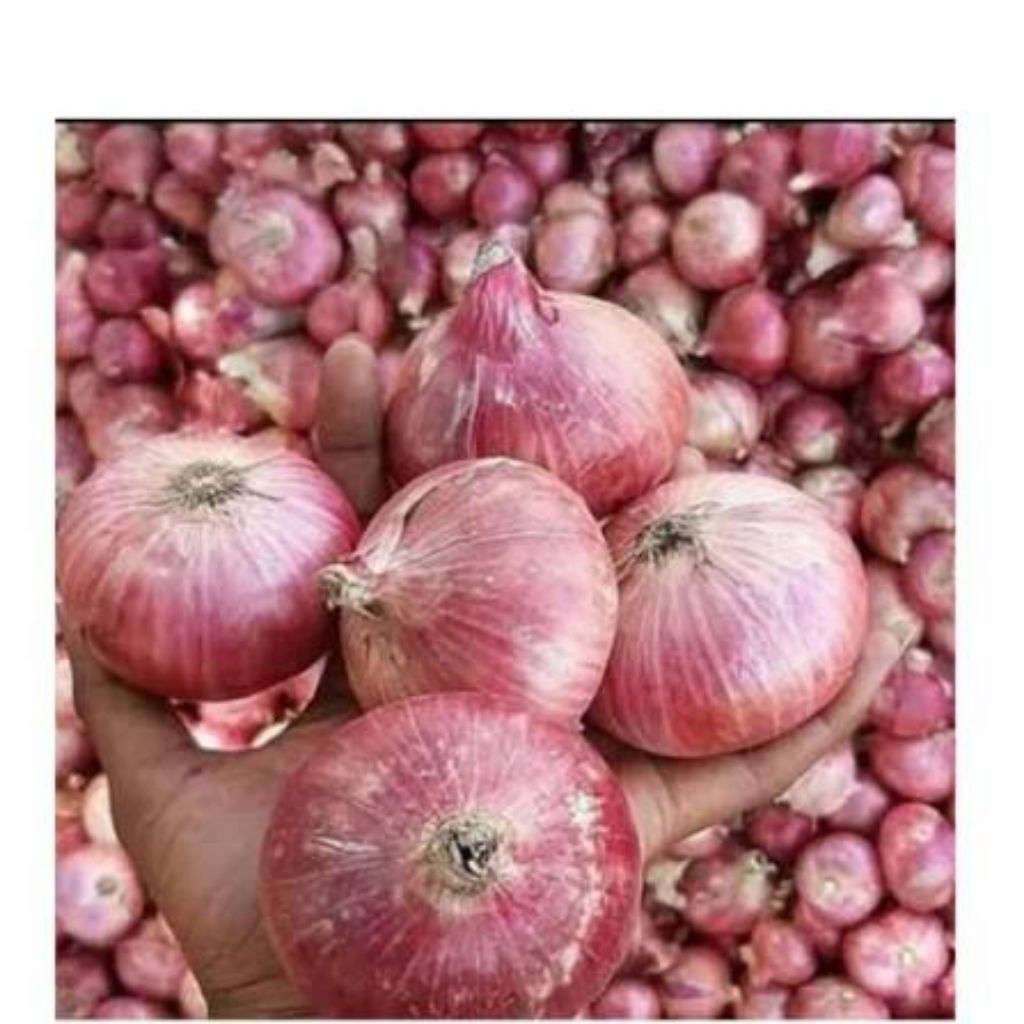 1kg bawang merah india atau bawang peking india