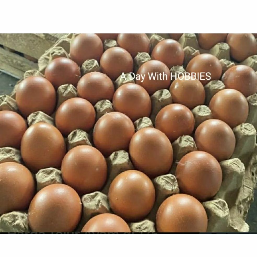 Telor Ayam Negeri 1 kg | isi 15