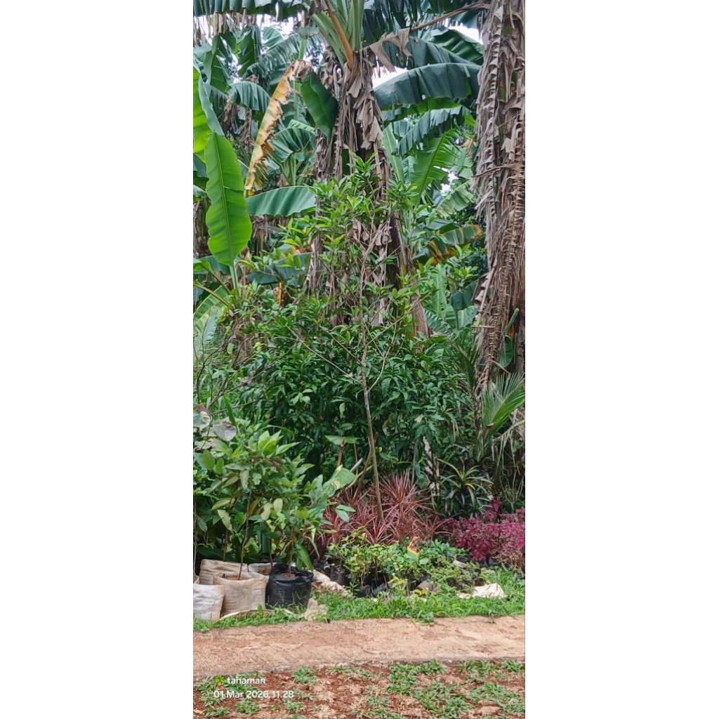 pohon salam tinggi 2.5