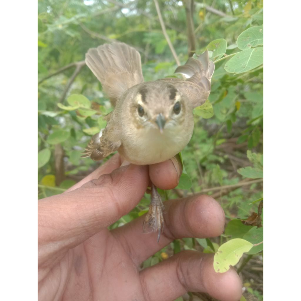burung sincan/kerak basi alis Hitam bahan GARANSI Jantan