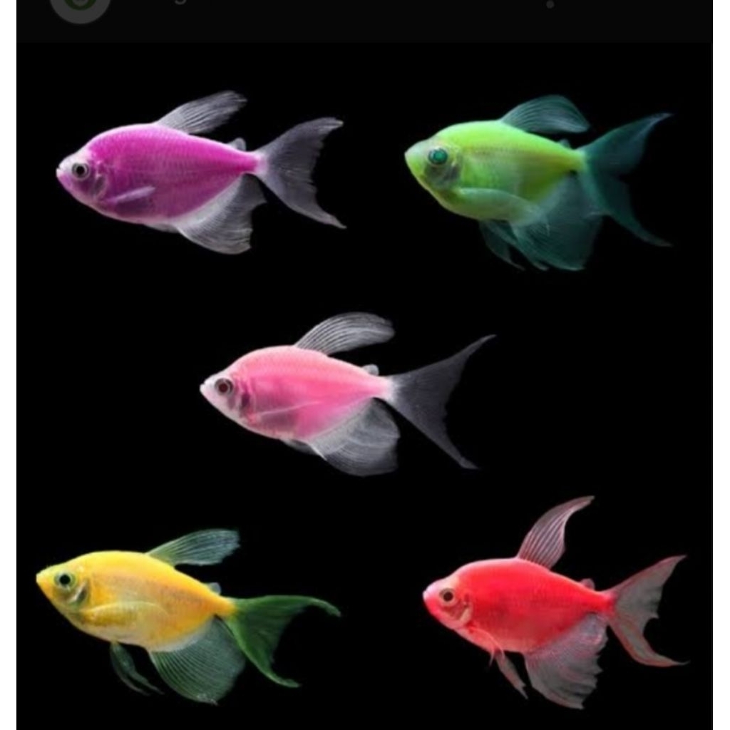 Mainan ikan glofish warna warni untuk memperindah ruangan