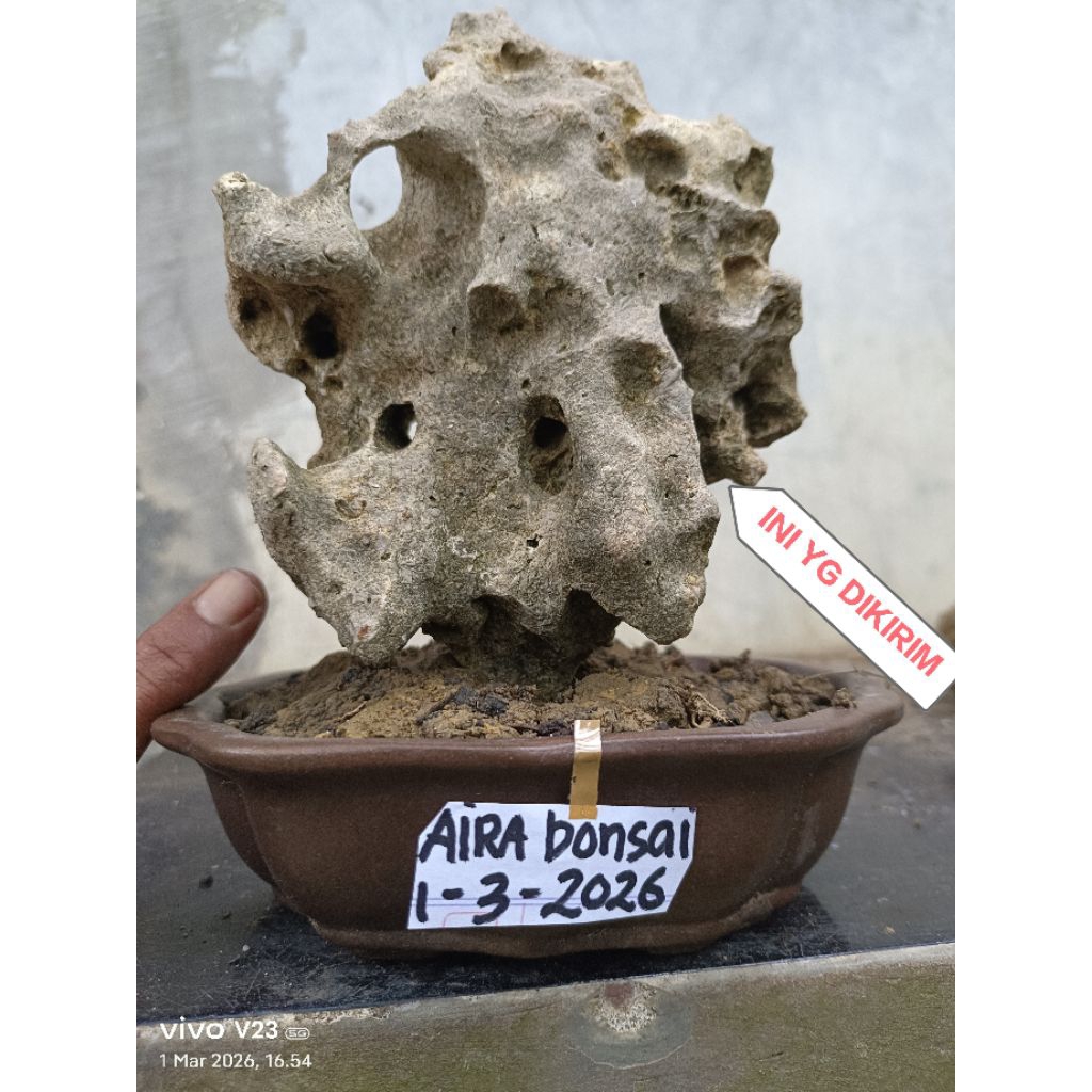 batu untuk bonsai penjing