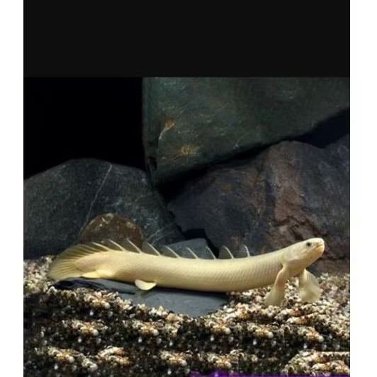 kebutuhan hiasan palmas senegalus