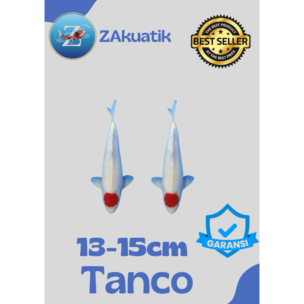 Sepasang Koi Blitar Tanco 13-15cm Grade A