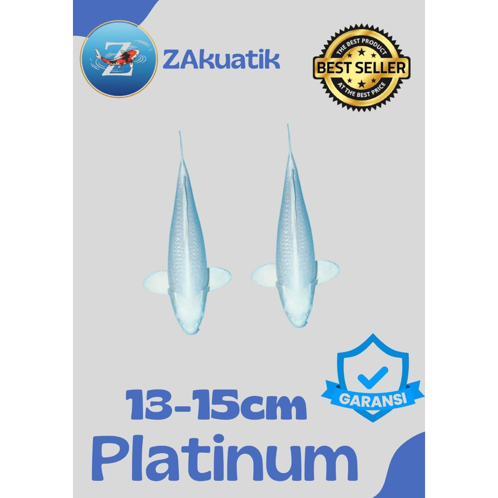 PLATINUM Sepasang Koi Blitar Pilihan sz 13-15cm