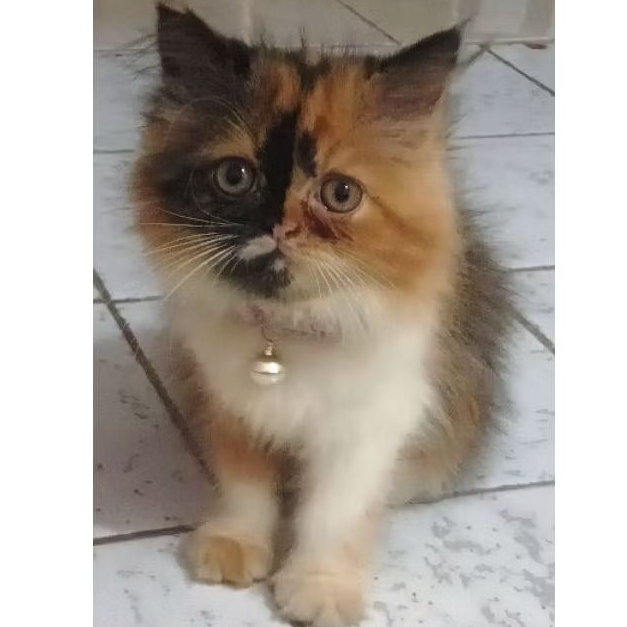 Kucing Persia flatnose kitten Calico