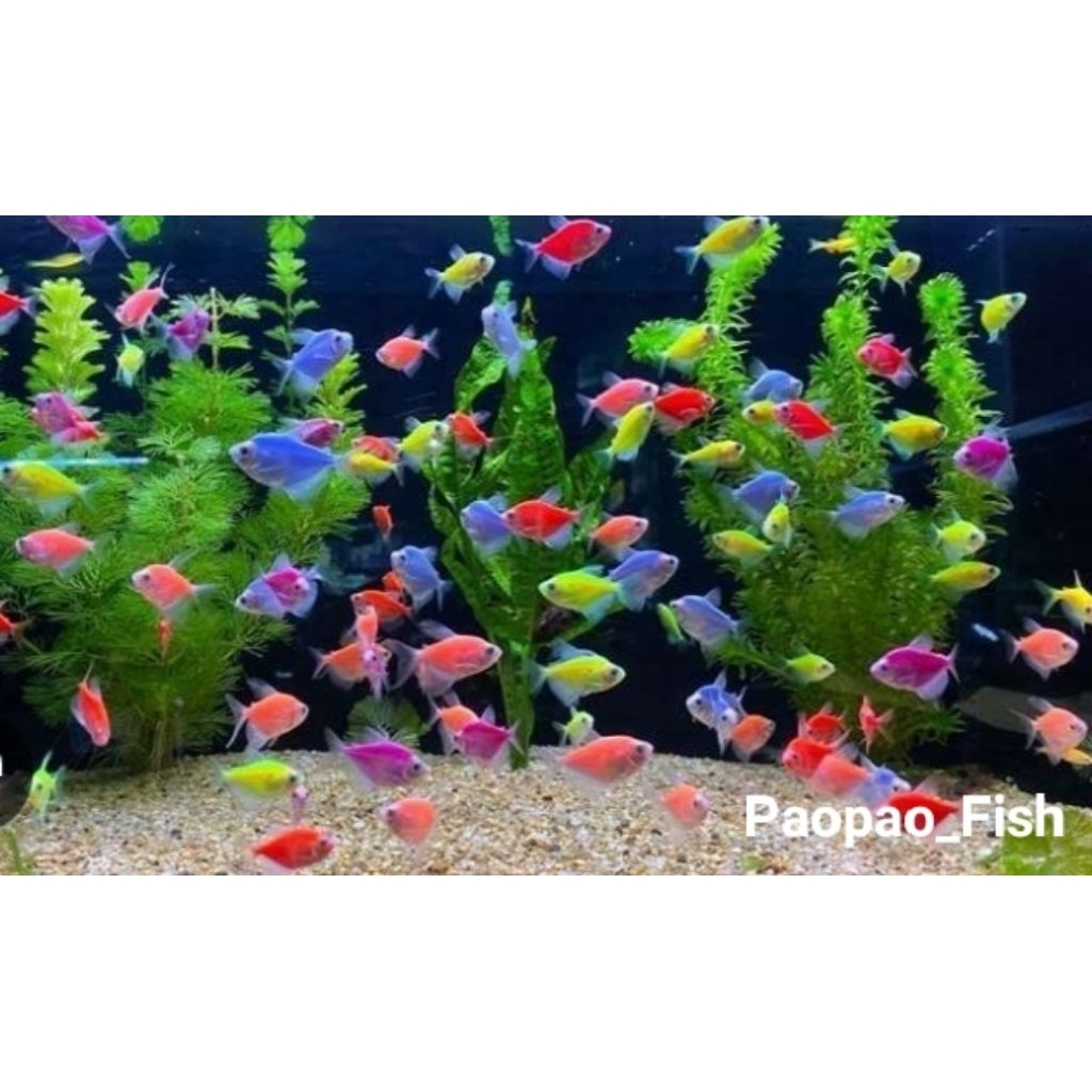 Glofish ikan warna-warni termurah paket 10 ekor