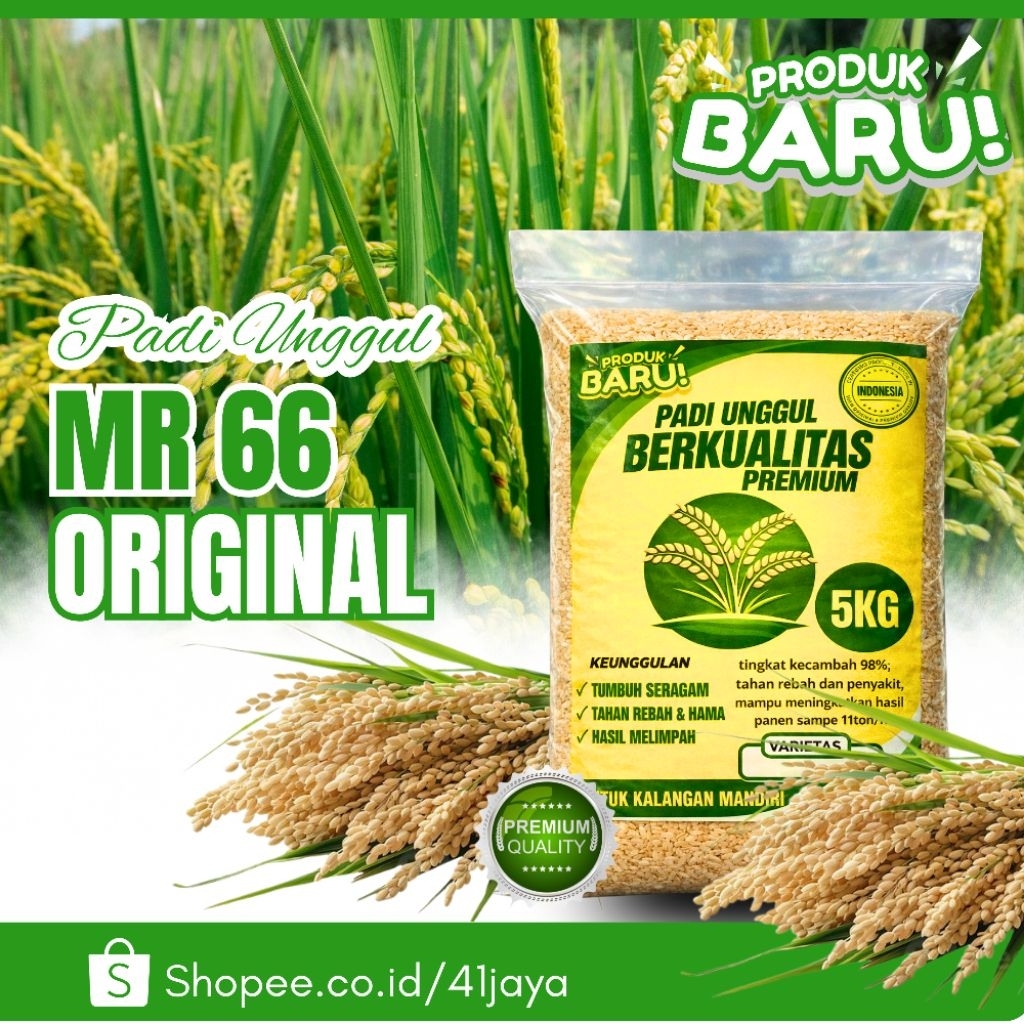 Benih padi unggul MR 66 original 5kg premium