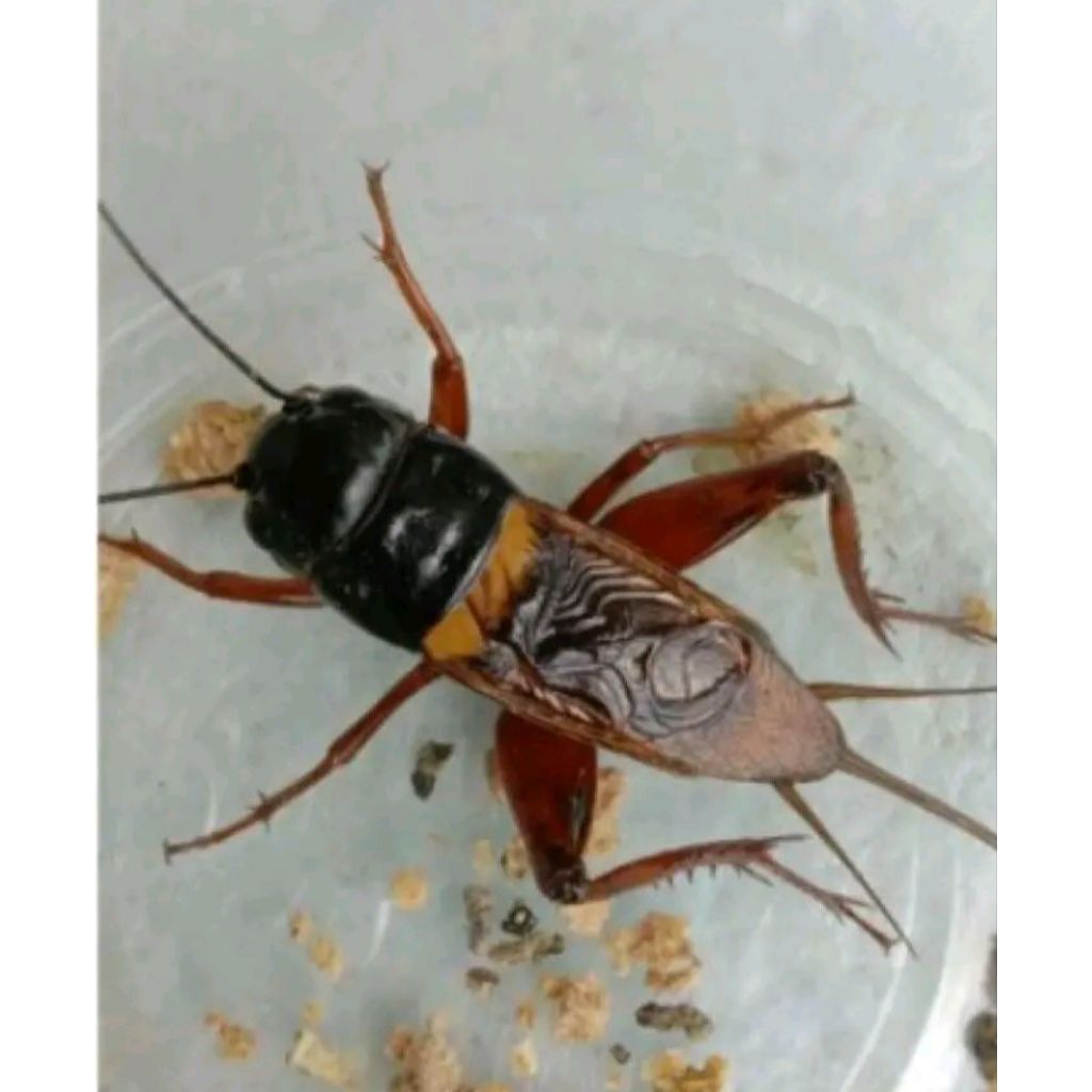 jangkrik Kalung Aduan