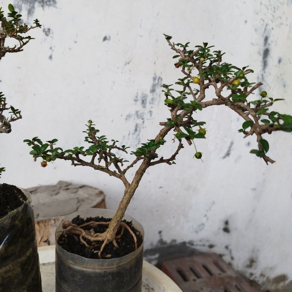 Bonsai 2pohon Sancang dan Hokianti