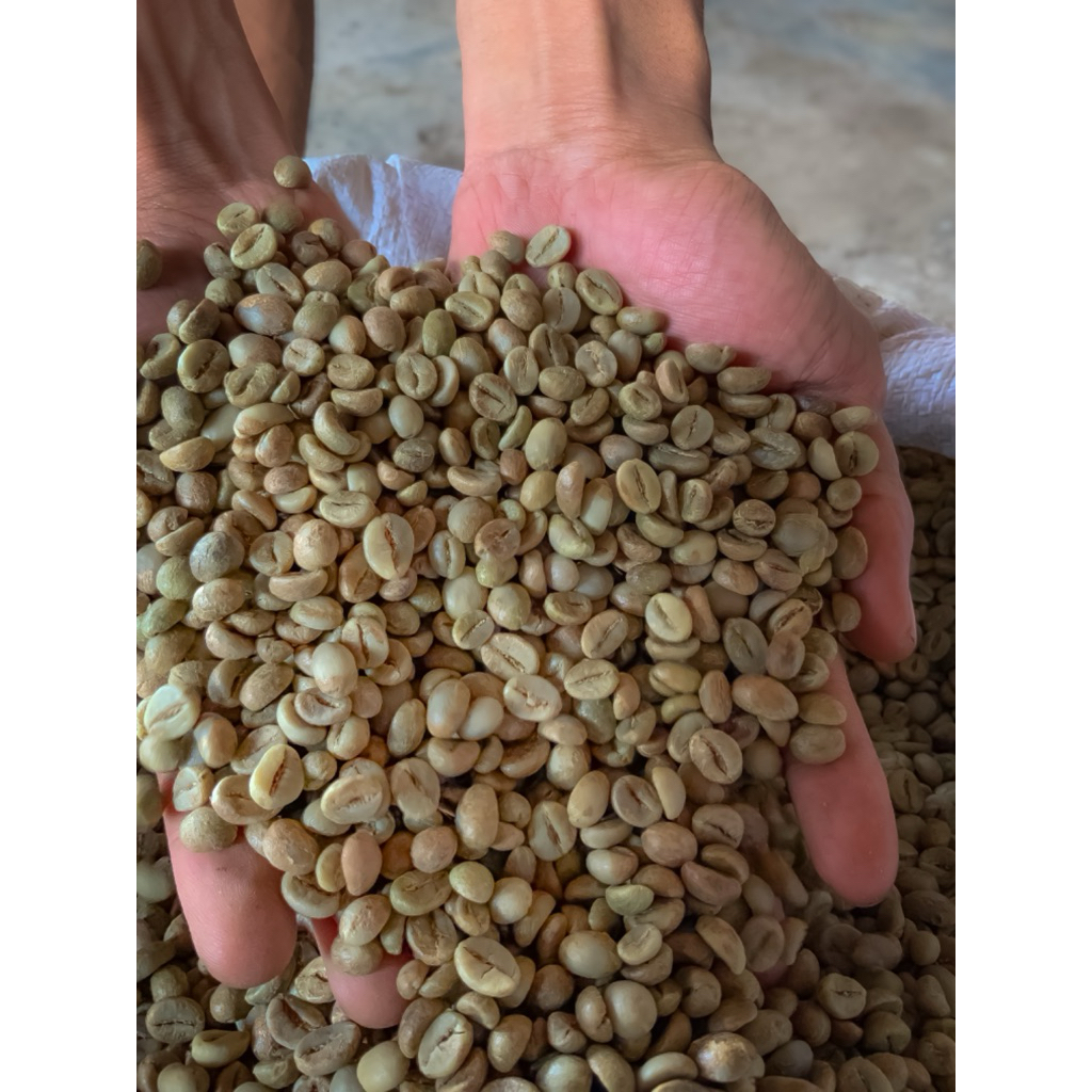 ROBUSTA FINE