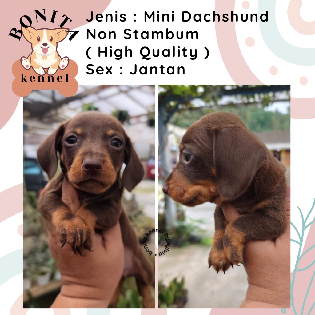 Mini Dachshund Non Stambum Jantan Betina Anjing Tekel