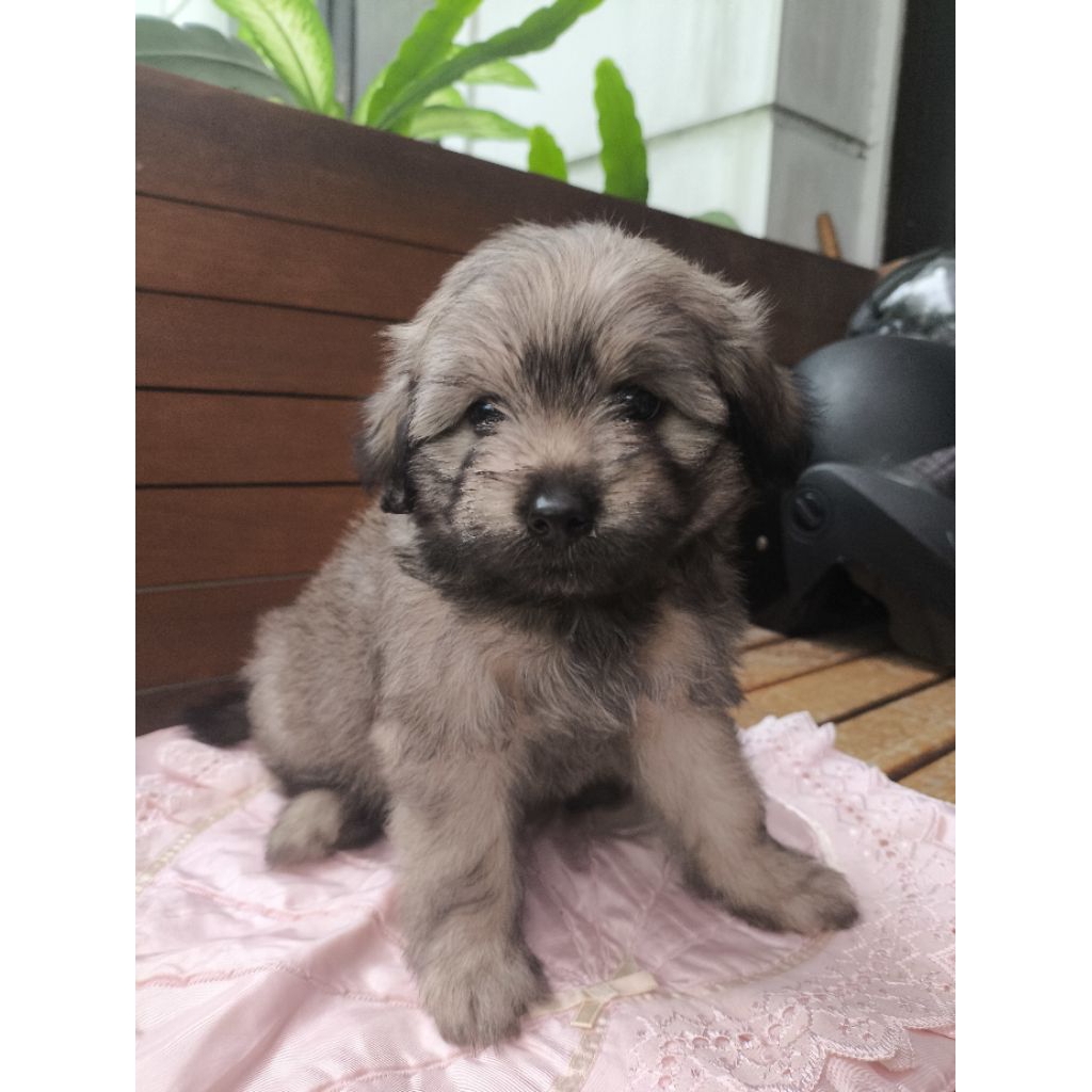 Anak Anjing Maltipoo (maltese poodle yorkie)