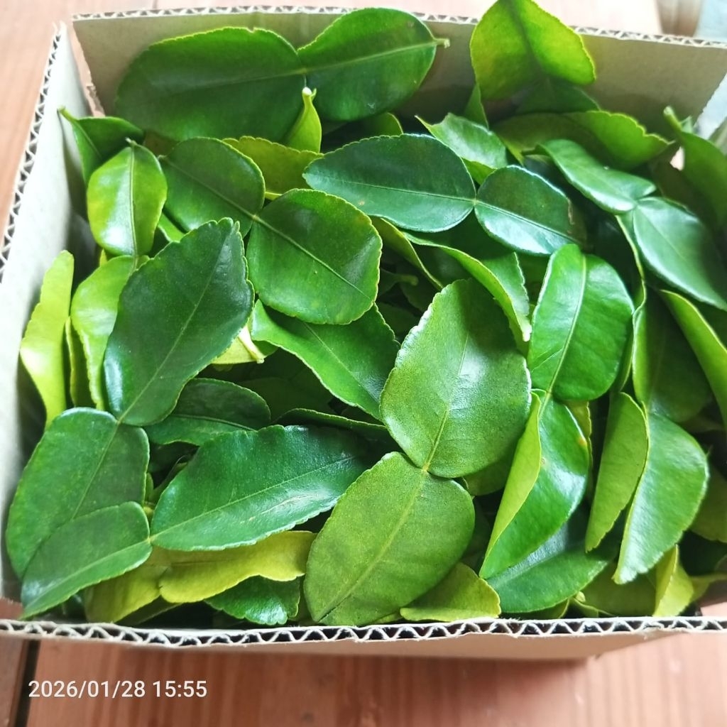 Daun Jeruk Purut Segar 1 KG