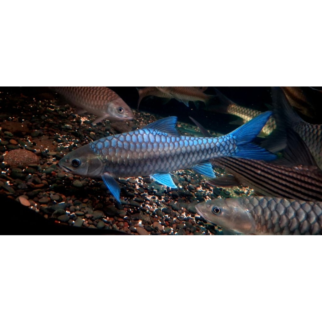 Neo Straceyi Blue Mahseer Thailand