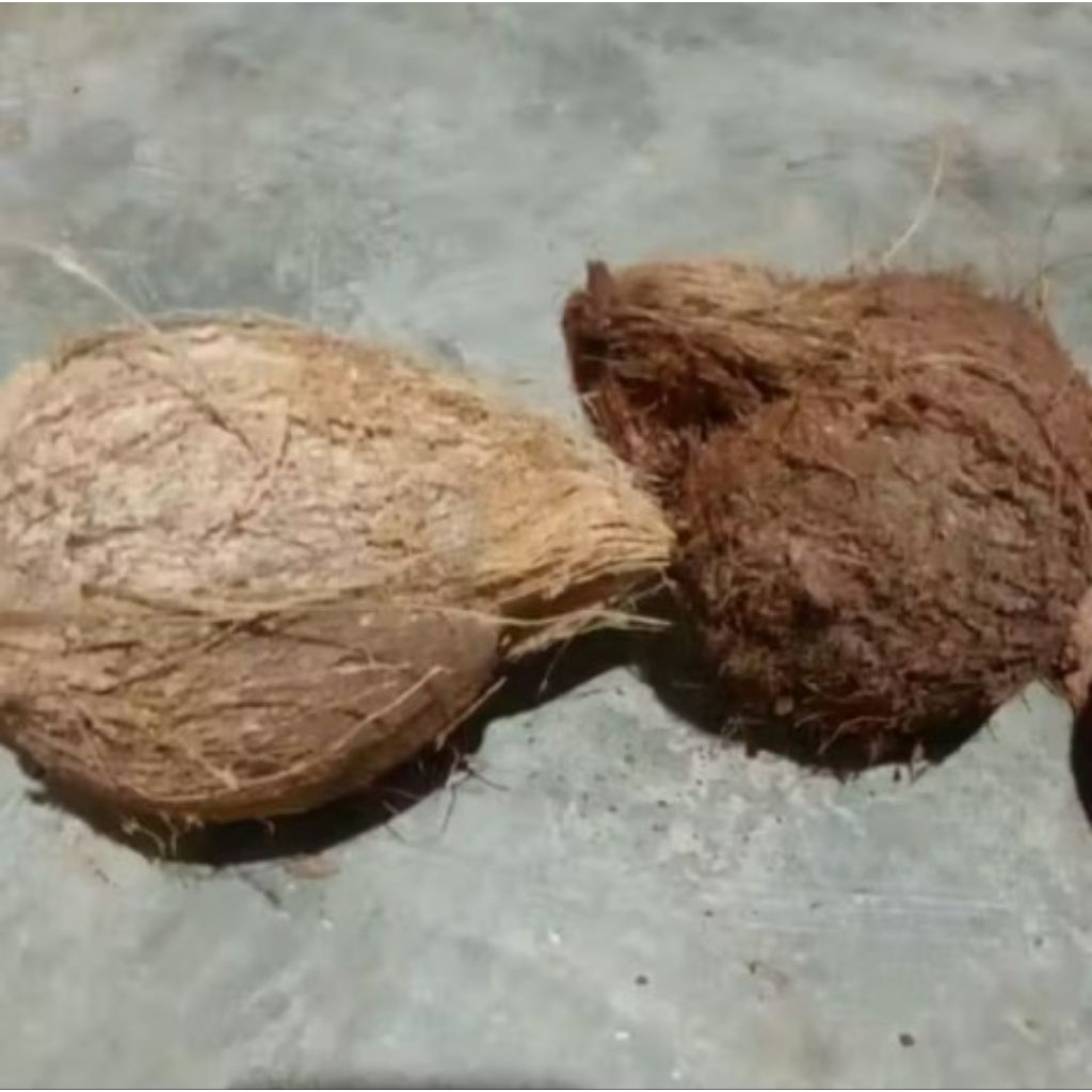 KELAPA TUA SATUAN / KELAPA TUA DAGING TEBAL