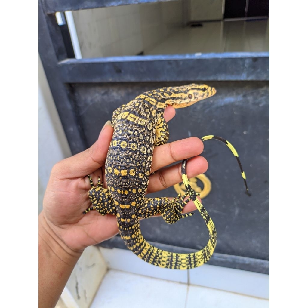 mainan biawak sumbawa