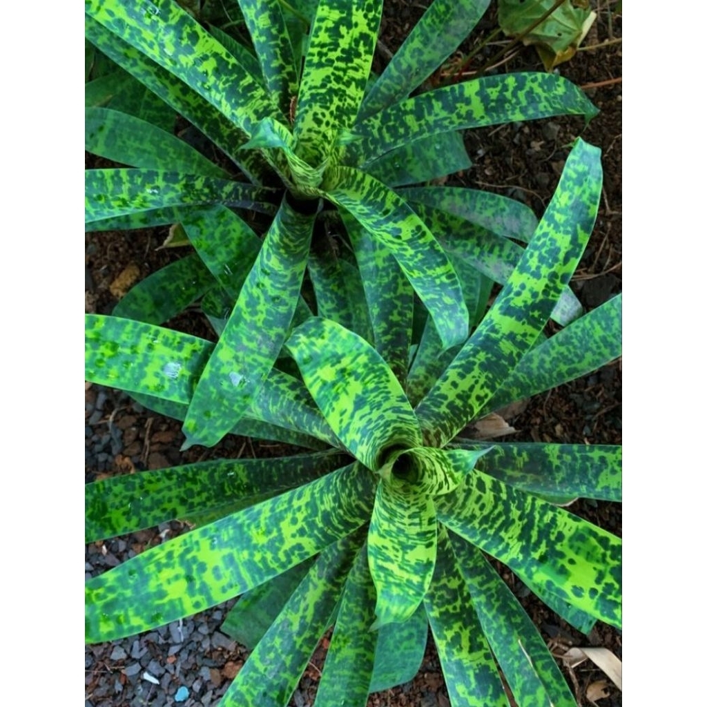 bromelia vriesea ospinae var - tanaman - bromelia