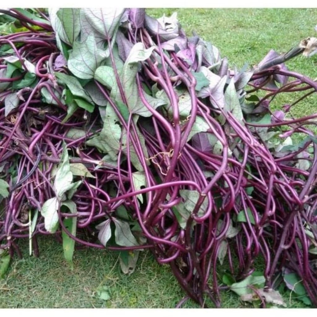 Daun umbi jalar ubi jalar umbi atau ubi ungu segar 200 gram