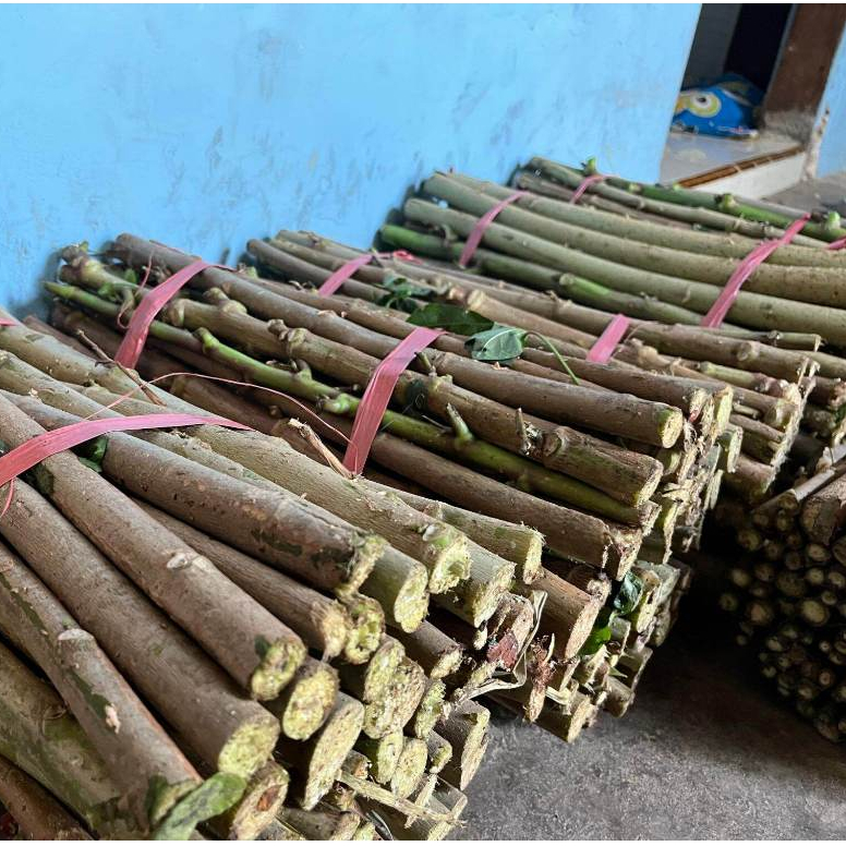 Bibit daun singkong papua telo siap tanam segar