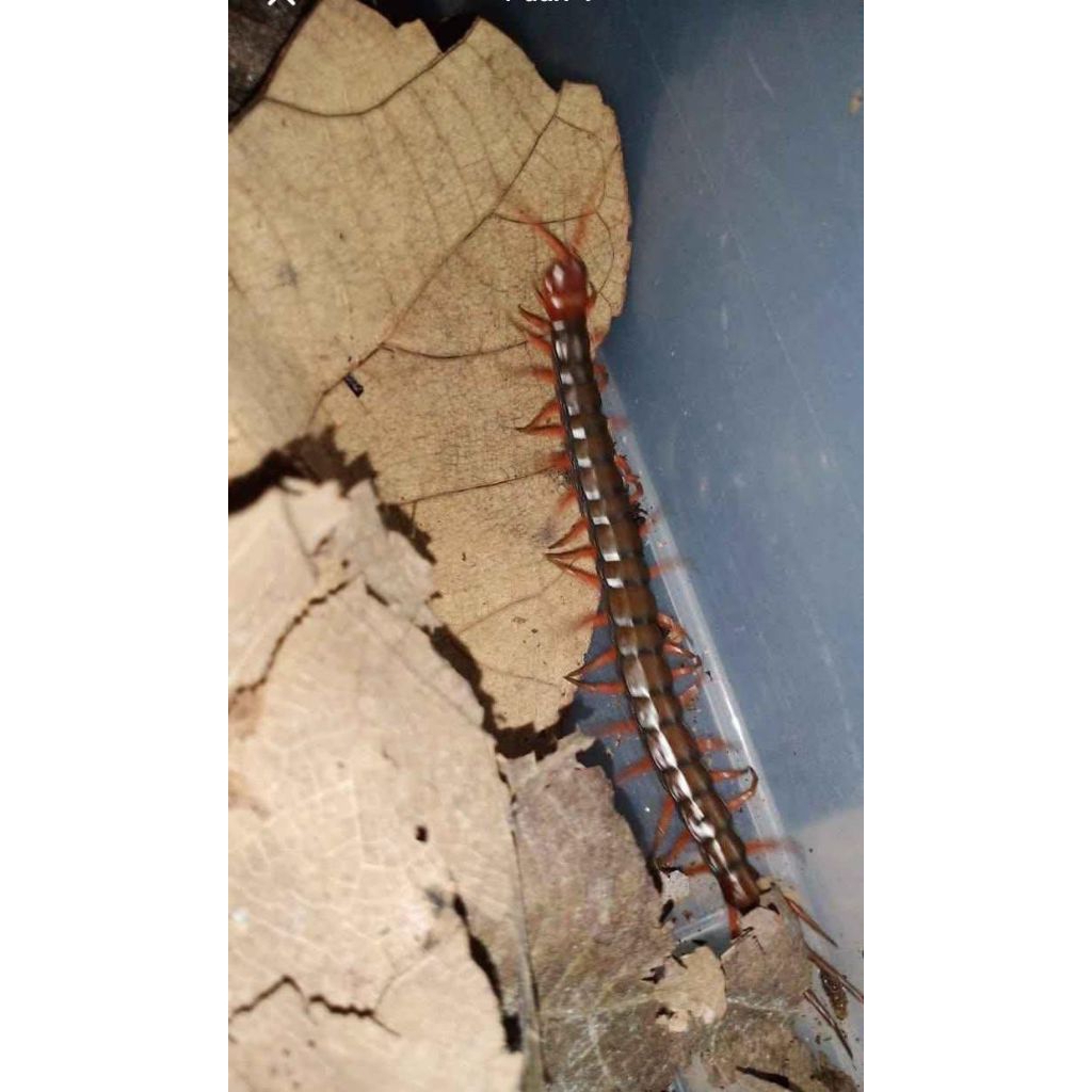 Kelabang Lipan Merah Garansi Hidup ukuran Besar 12-14cm Pakan Arwana Arowana Lohan Louhan Predator K