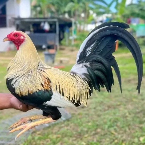 TELUR AYAM PHILIPIN ASLI ORIGINAL UNTUK PETARUNG