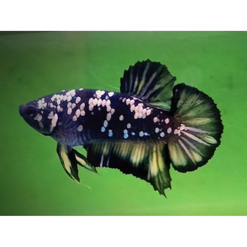 Hiasan aquarium cupang hias avatar rintik