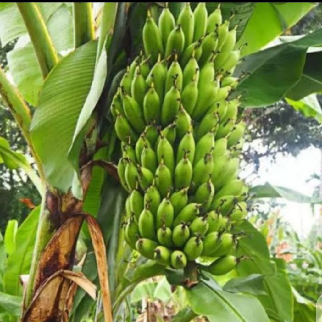 bibit pisang raja uli super unggul siap tanam cepat berbuah