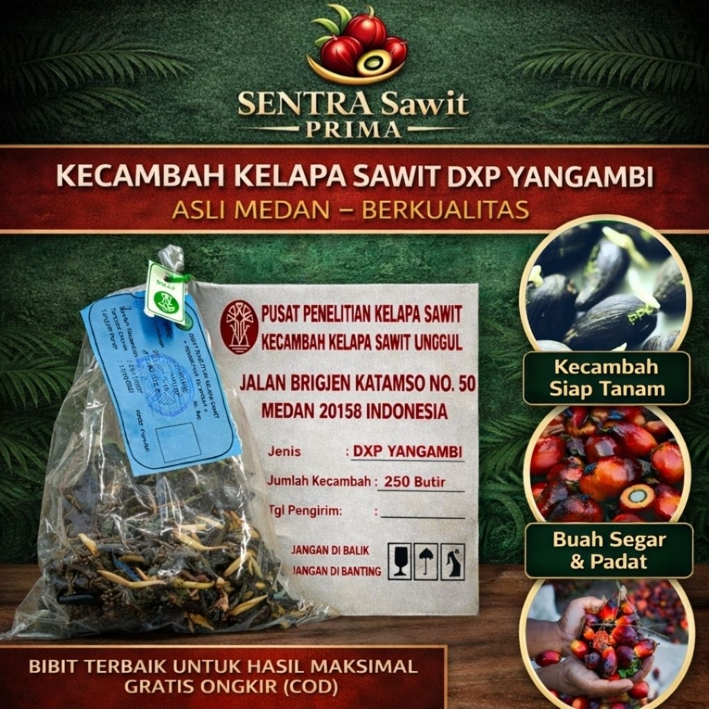 Kecambah Kelapa Sawit DXP Yangambi Asli PPKS Medan – Berkualitas