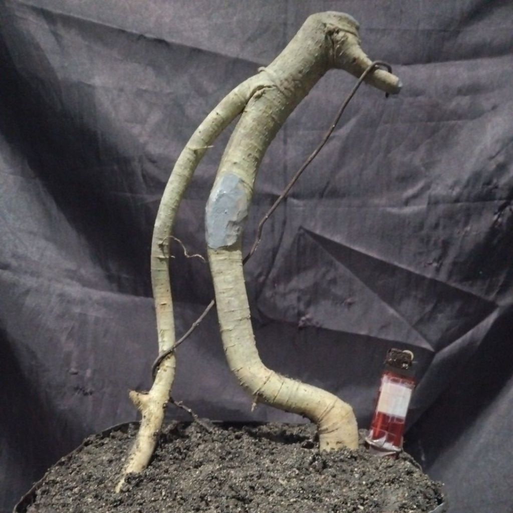 Bahan Bonsai Serut Exposed rood Dongkelan, Medium Bunjin Slanting The Maxx 30 cm real pick