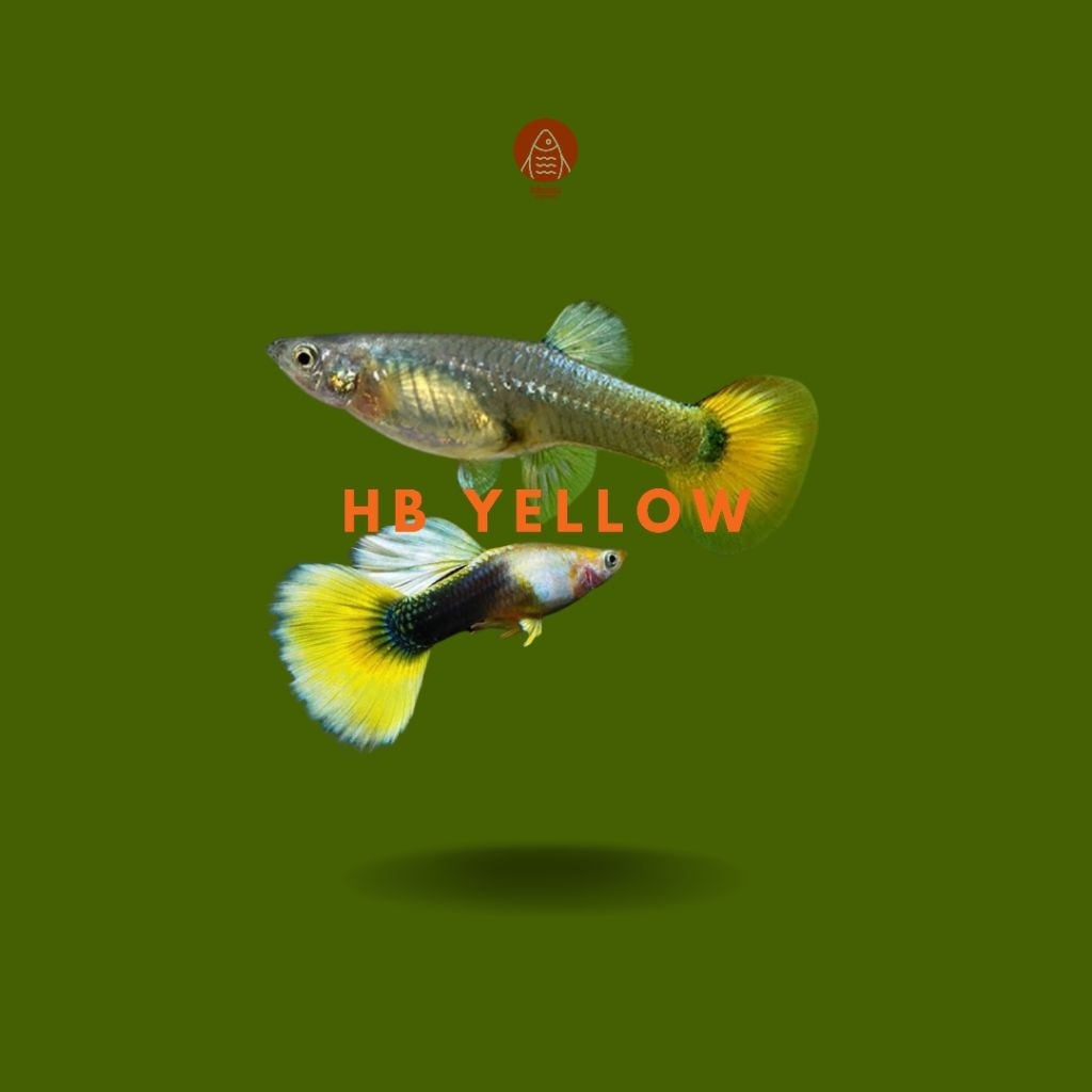 HB Yellow